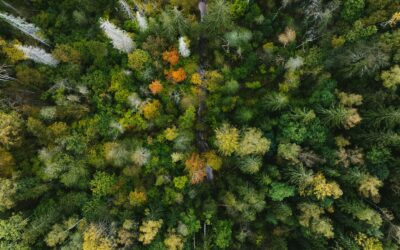 Aerial view of a dense forest with autumn foliage.