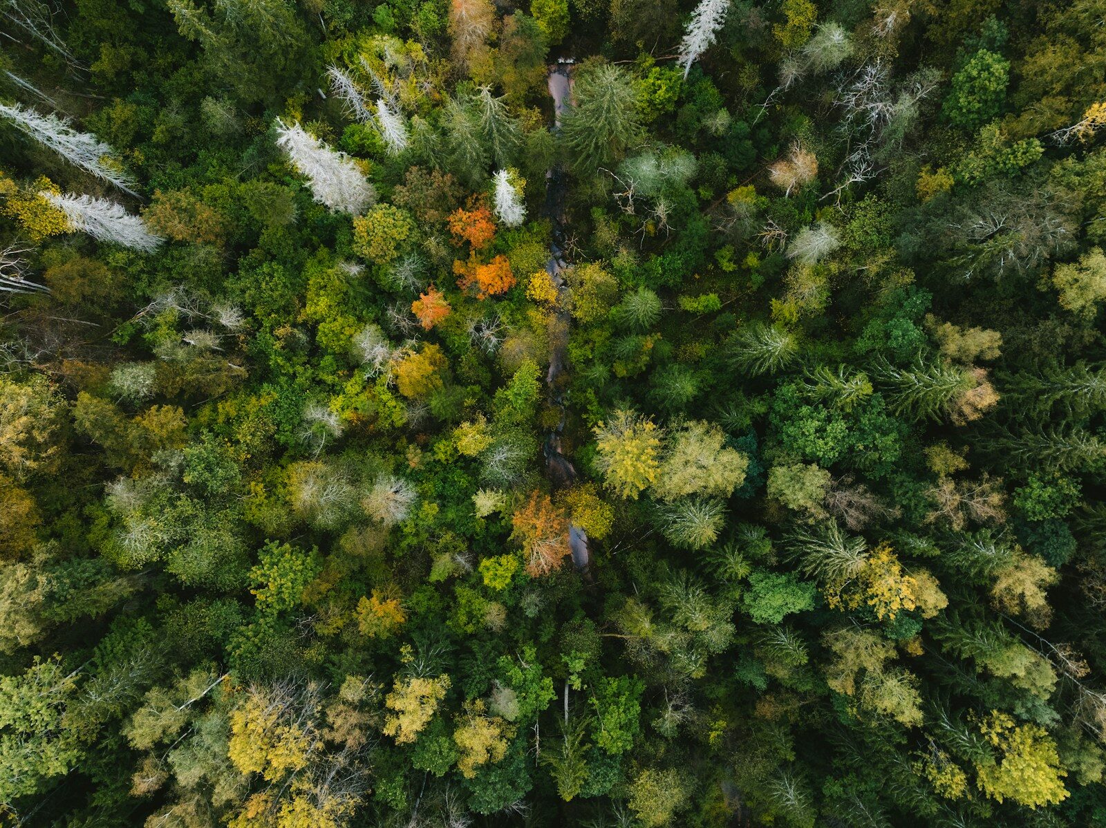 Aerial view of a dense forest with autumn foliage.